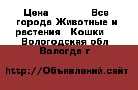 Zolton › Цена ­ 30 000 - Все города Животные и растения » Кошки   . Вологодская обл.,Вологда г.